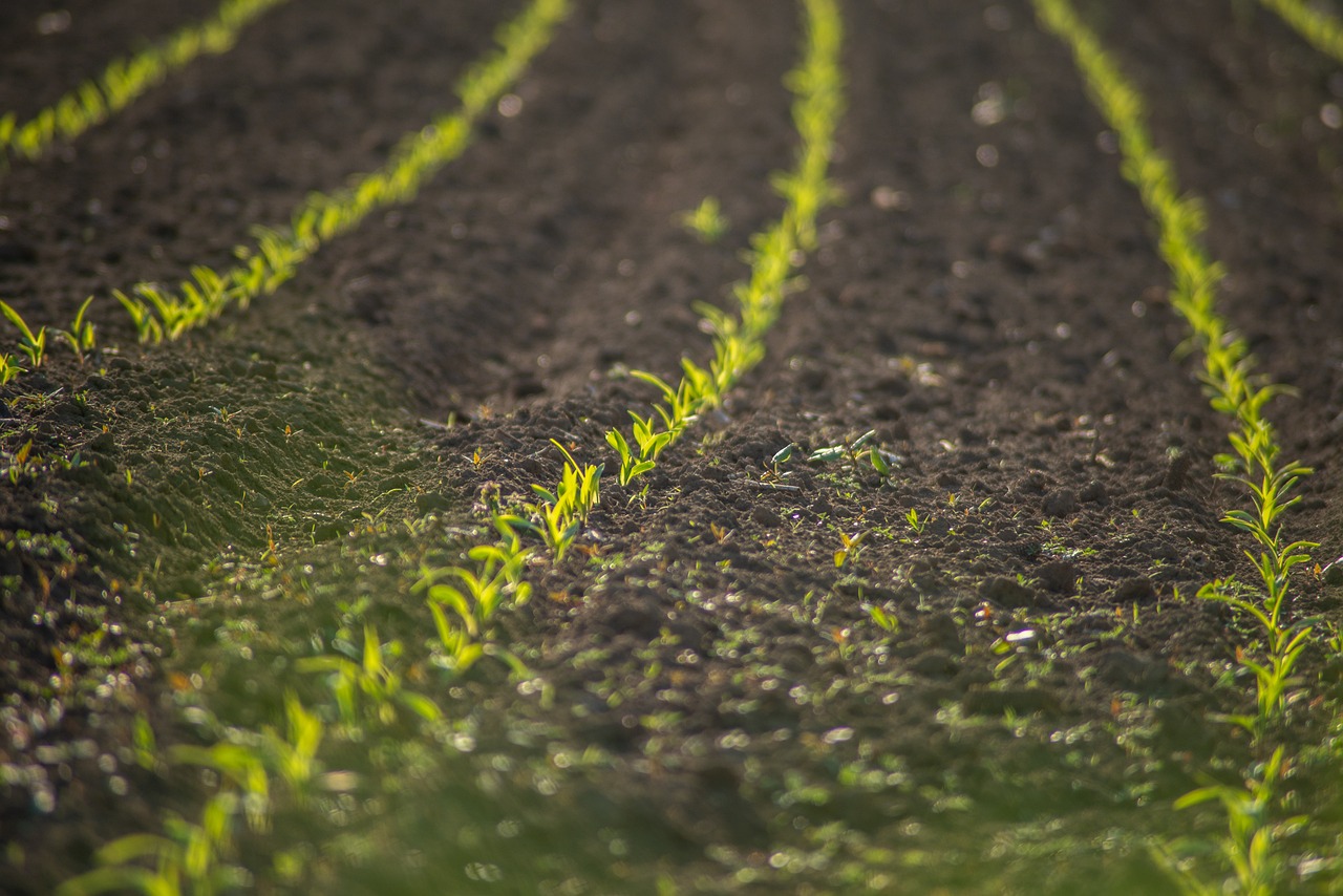 Protección de cultivo
